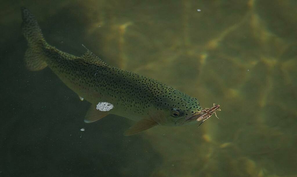 OutFlyFishing's tweet photo. #15 on our Top 20 of 2020 was this Hopper shot.
.
.
.
.
.
.
#HopperTime #Top20of2020 #FlyFishingPhotography #RisingTrout #FamiliesToFanatics #FlyShopLocal  #dayOFF #OFFflyshop #CalgarysFlyShop https://t.co/Tll8ozrofn https://t.co/bAGROHNdAw