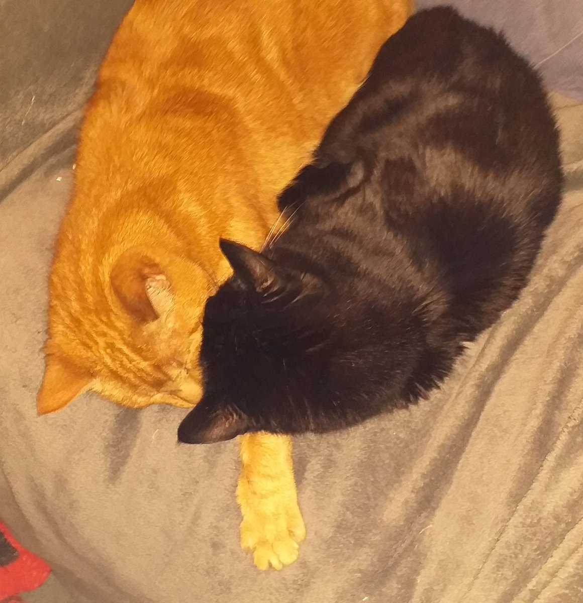 Duke_Silverback's tweet image. A rare moment of unity. 😊