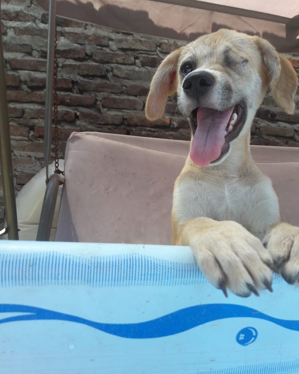 misuperamigo's tweet photo. Se acuerdan de EMMA !! A ella la tiraron a la calle con parvovirus y un perro la atacó perdió un ojo.
Eso no significa que no sea feliz ‼️
Emma está en ADOPCIÓN va hacer pequeña de tamaño .
Está con sus vacunas al día !
Me ayudan con RT por favor 🙏
Lomas de Zamora 🇦🇷 
1128881958 https://t.co/H4LLydJFDZ