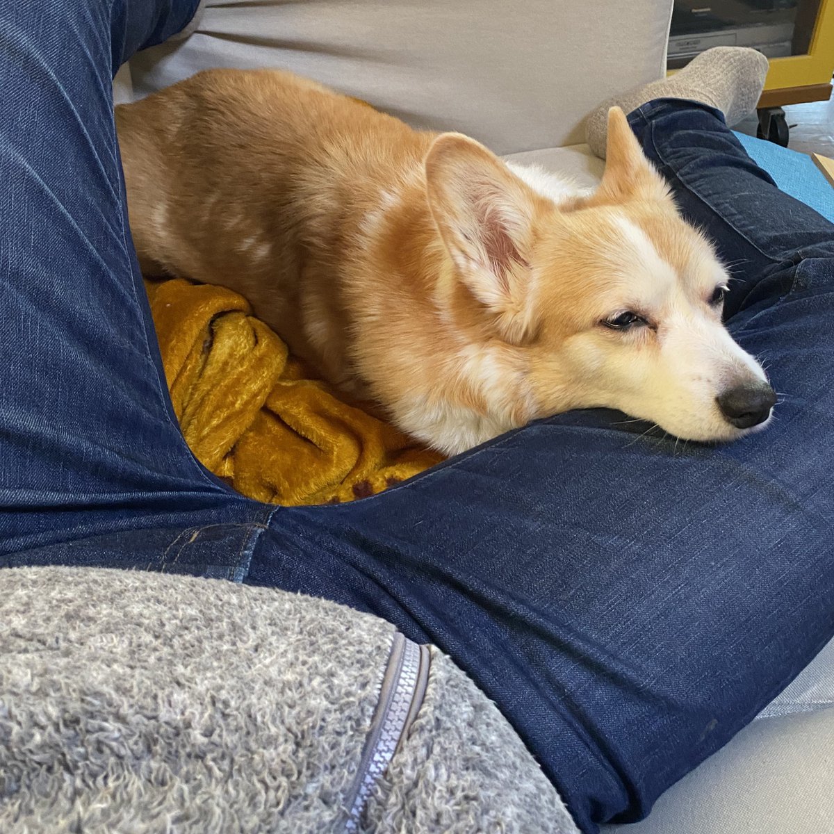 老犬かわいい 老犬かわいい