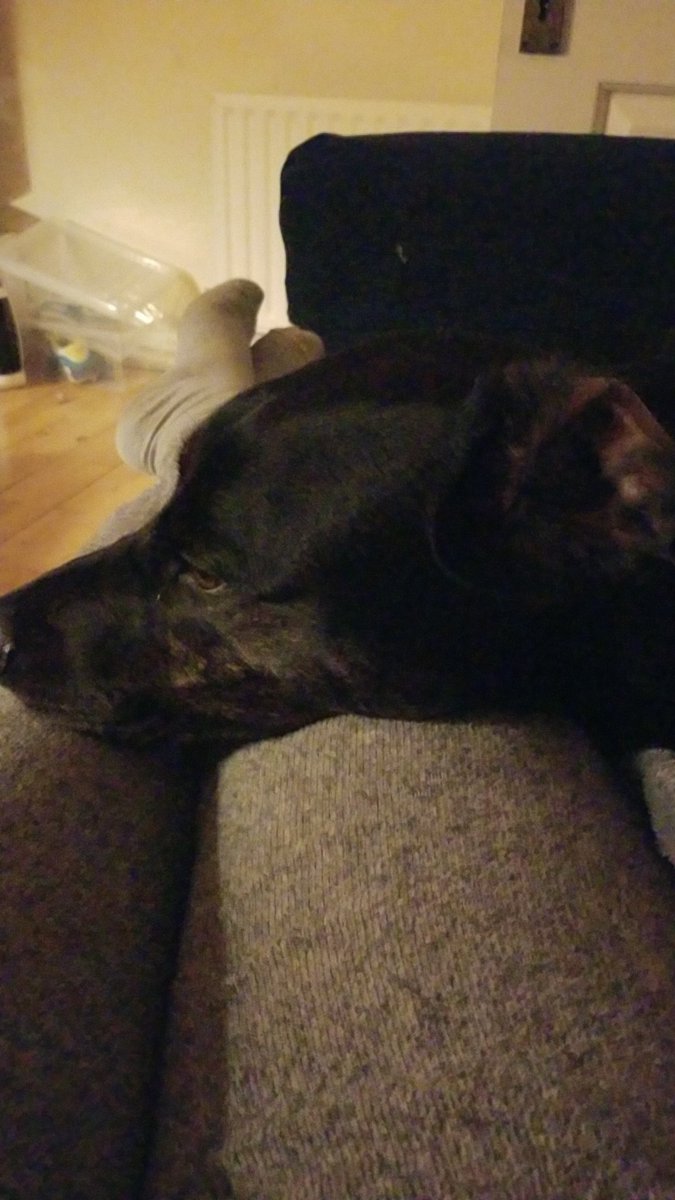 We've put the new puppy on a timeout and me and Mac are having some quiet rest time without her