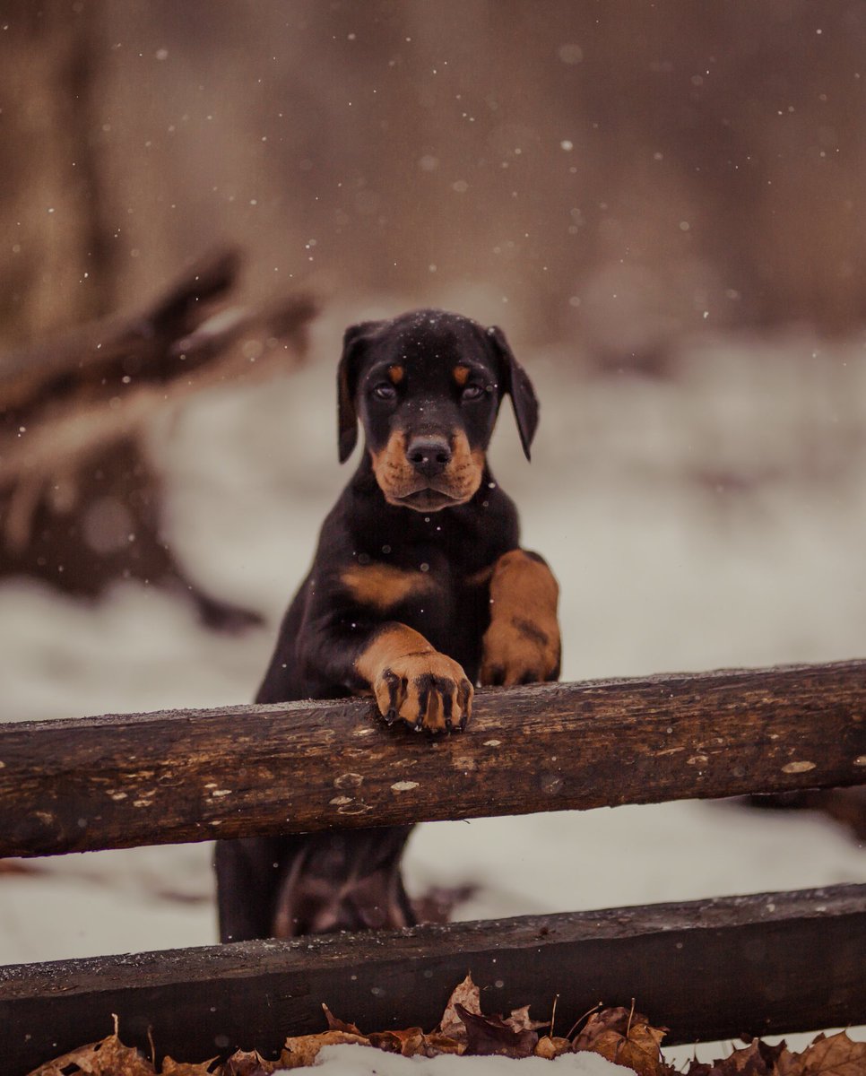 tinalooa's tweet photo. A thread of Bear the Doberman 🥰 https://t.co/SGEjugWWWh