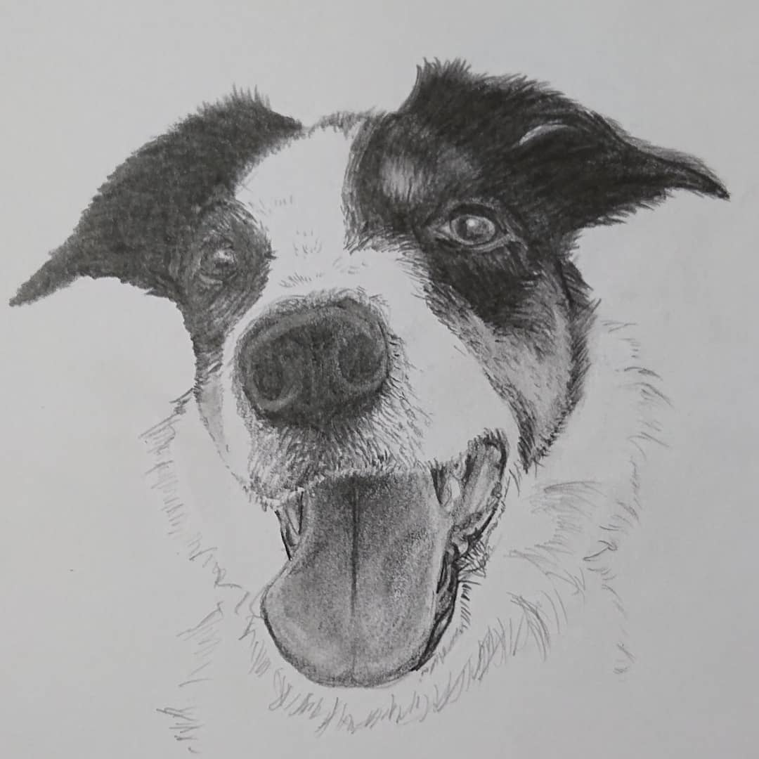Gra Laura ボーダーコリーのスムースのトライカラーのコ 鉛筆のみでトライ 黒 Amp 茶 Amp 白 は ムズい 犬好き 犬の絵 鉛筆画 いぬいらすと いぬ いぬのいる暮らし T Co Idiil2srm3 Twitter Gra Laura ボーダーコリーのスムースのトライカラーのコ 鉛筆のみでトライ 黒 Amp 茶 Amp 白 は ムズい 犬好き 犬の絵 鉛筆画 いぬいらすと いぬ いぬのいる暮らし T Co Idiil2srm3 Twitter