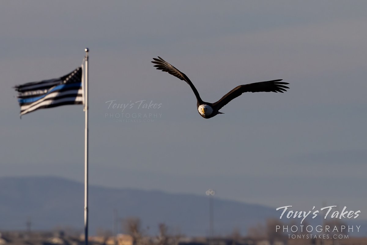 TonysTakes's tweet photo. Bald #eagle and the #ThinBlueLine. Taken this past week in #Thornton and posting this today in memory of @AdamsCoSheriff Deputy Heath Gumm, EOW 1/24/18. Thank you to all who put on the badge and stand on that line!
#LawEnforcement #Colorado #wildlife #cops @ThorntonPolice https://t.co/Jb1MRrwwjm