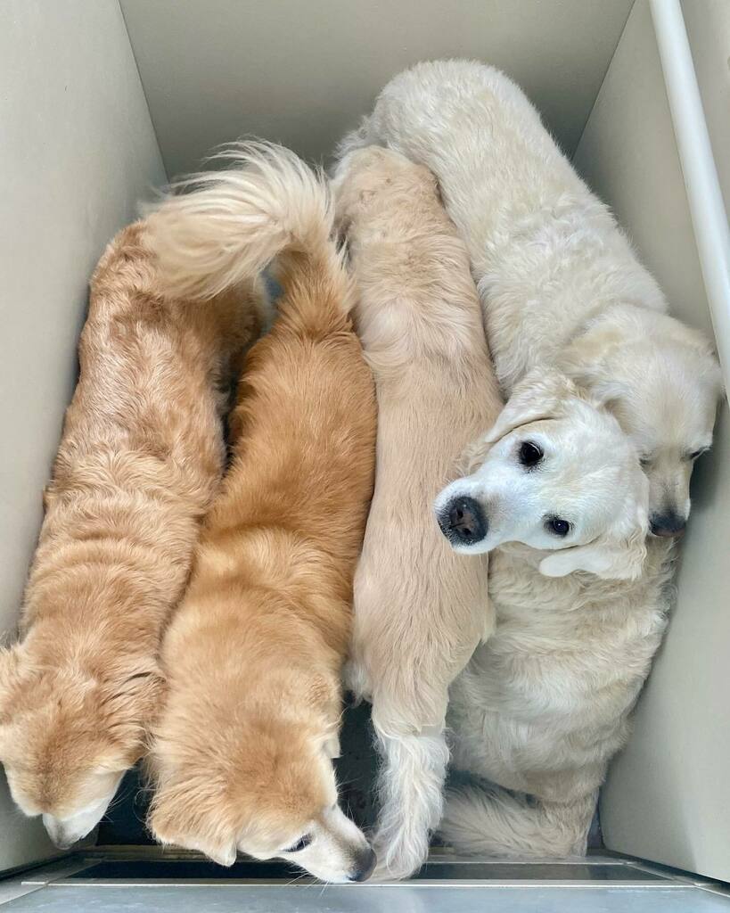 “I’m in a glass box of golden retrievers”