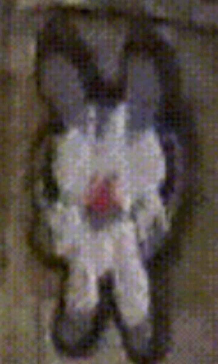 I’ve been calling him  #Magnolia based on the patch on his chest.It may also be a hibiscus, variant edelweiss or something else. Can you help ID this? One of these pics is enhanced to draw out color & edges.Thanks  @wolfghostninja