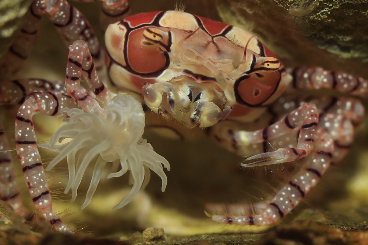 Fumifumi 鳥羽水族館の飼育日記にキンチャクガニの片方のハサミにサカサクラゲのエフィラ幼生を持っているとあり 撮りにいったけど 残念ながら何も持ってませんでした T Co Cktvghaudi Fumifumi 鳥羽水族館の飼育日記にキンチャクガニの片方のハサミにサカサクラゲのエフィラ幼生を持っているとあり 撮りにいったけど 残念ながら何も持ってませんでした T Co Cktvghaudi