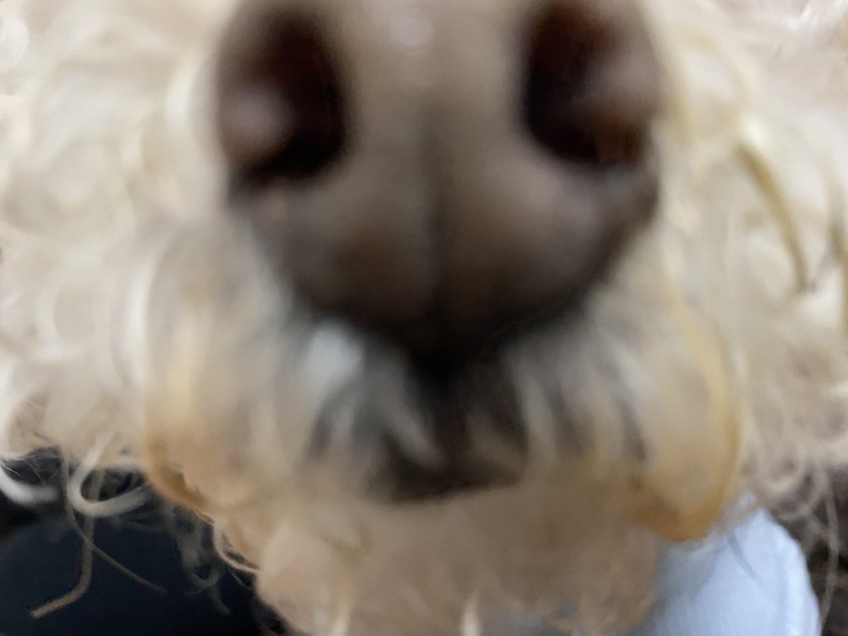 天津甘栗 Twitter Search