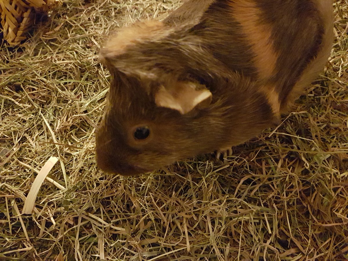 Hello everyone, sadly my guinea pig Sophie passed away yesterday morning. She had a good life and brought a lot of joy. She had such a great personality. It's never easy when loosing a pet. RIP my dear friend 08/12/2015 to 23/01/2021