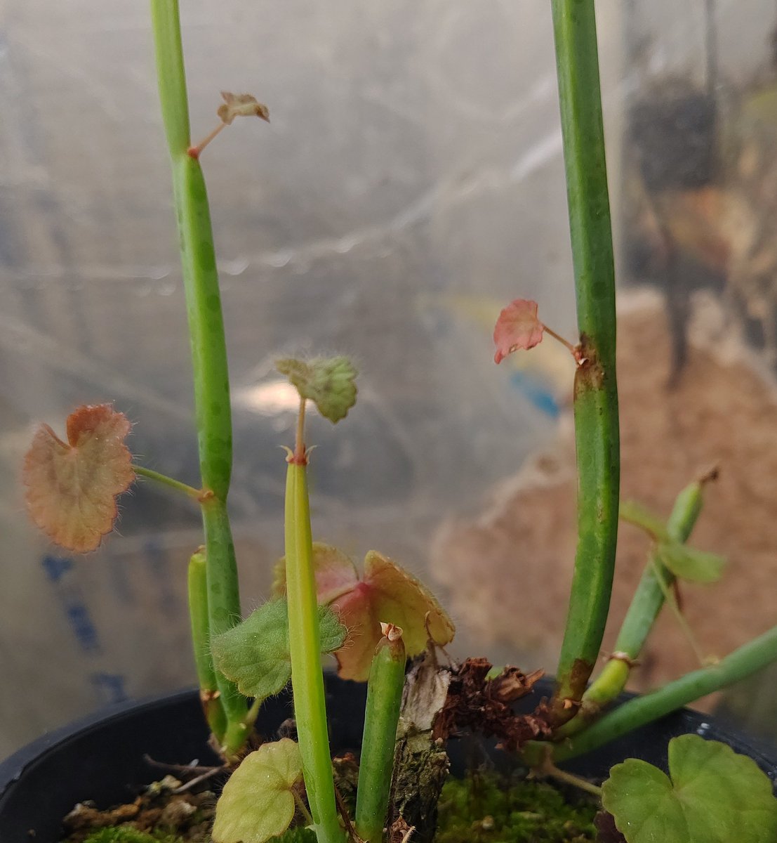オマメプランツ Pelargonium Tetragonum 四角い茎の 大花ペラルゴニウムです 育てやすそうな見た目で 突然腐るというギャップよ オマメプランツ 多肉植物 サボテン 京都 多肉植物販売 天神さん 菊屋雑貨店 Plantplant 植物 塊根植物
