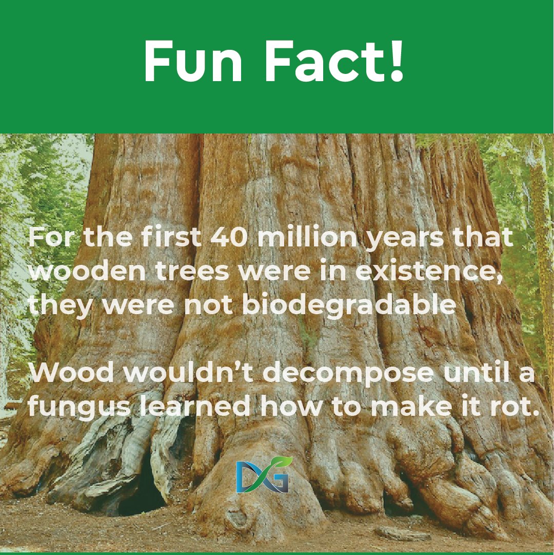 dispose_green's tweet photo. #FunFact! Did you know initially trees were not biodegradable for the first 40 million years they existed. https://t.co/9aIIlDvbgr