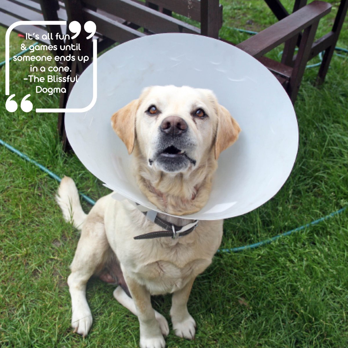 Truer words were never spoken. Hmmn, I remember wearing a cone to a club in the 80s in Dallas. I'll leave y'all with THAT visual! ecs.page.link/oJTXT #theblissfuldog #dogbliss #blissfuldog #the80s  #dogincone #coneofshame #labrador #labradorretriever #labradoroftheday