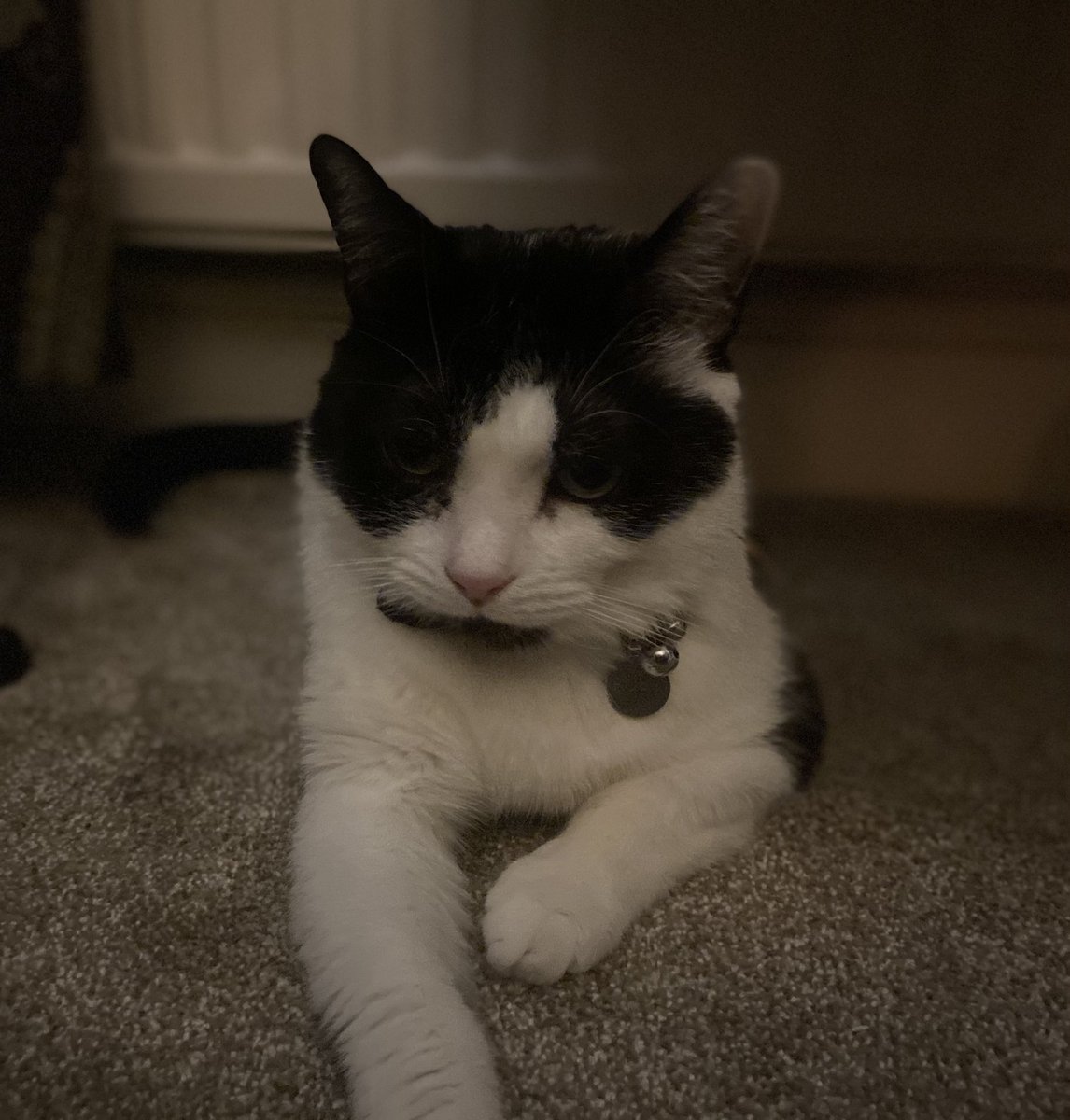 Abutterflymind's tweet image. Every picture tells a story #rubycat