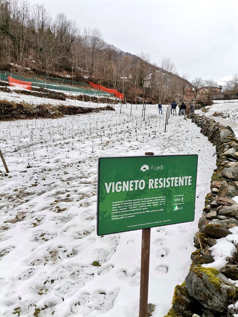 ValotaGabriele's tweet photo. Confronto tecnico pre potatura. 
Qui, tra i 750 e i 900 m s.l.m., la viticoltura e i viticoltori non temono l'alta quota!
#piwi #piwiwines #varietàresistenti #viticolturadimontagna #sustainableviticulture #sustainablewines #vineyard #vitadaenologo https://t.co/ZSBxK6I1D9