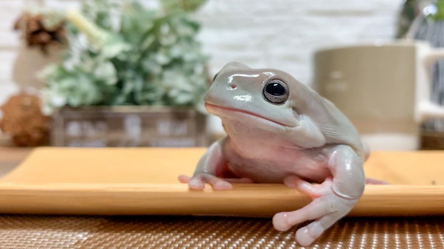 まるで漫才 仲良しそうな2匹なのに突如として相手を叩く かわいすぎるカエルの動画が話題に ガジェット通信 Getnews