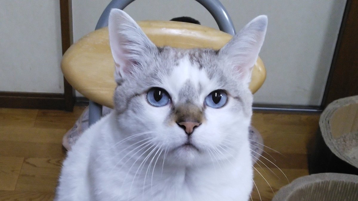 シャムネコ図鑑 トラシャム 白ブチ キジ白シャム Min T ミント