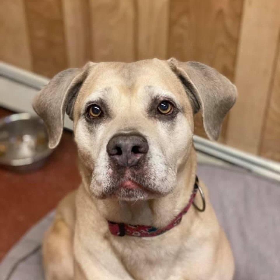 adopt_sunny's tweet image. Meet Sunny ☀️ She is a 6 year old Cane Corso mix looking for her forever home! She would prefer a quiet adult only home, as the only pet. Town of Brookhaven Animal Shelter, Yaphank NY 631 451-6950 @dogfather @darth #adoptdontshop #newyork