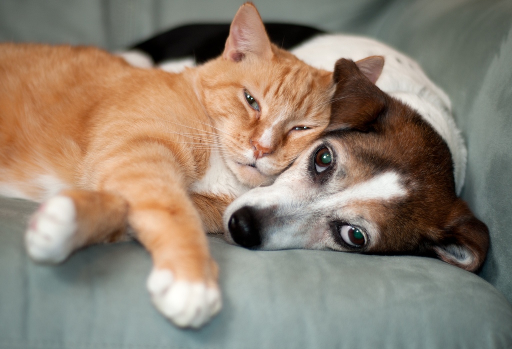 AssisiLoop's tweet photo. It's #ChangeAPet'sLifeDay! There are so many ways we can improve the lives of pets in need - from adopting to donating to simply being the best pet parent you can be! How are you celebrating this very special day? 🐕 🐈 🐢 🐇 🐎 💞 https://t.co/30cLmeybiH