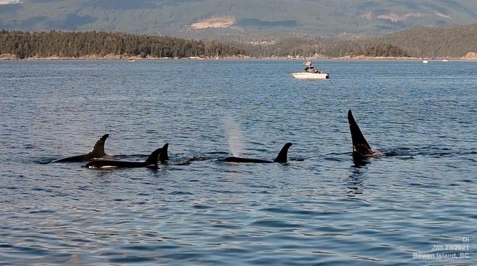 ryleymcleod's tweet photo. Such a special moment when the A42 Northern Resident  pod of orcas were spotted off the west side of Bowen Island this weekend. This will be an amazing update and connection to share tomorrow with students as we've been studying the impact and lives of orcas in Howe Sound! https://t.co/opVKoJZyl1