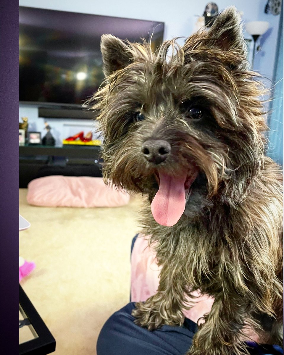 #Toto #wizardofoz #cairnterrier