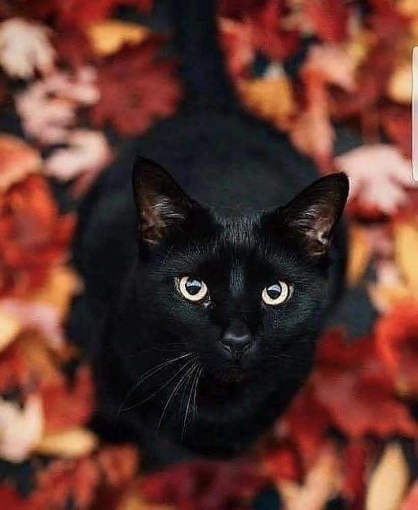 🐾 Meowee, Winston Biden here. I would like to reiterate the impawrtance of adopting, not buying: please adopt black shelter pets, especially black cats. Because of meowdiculous superstitions, they’re the least wanted. #AdoptBlackCats #COTUS