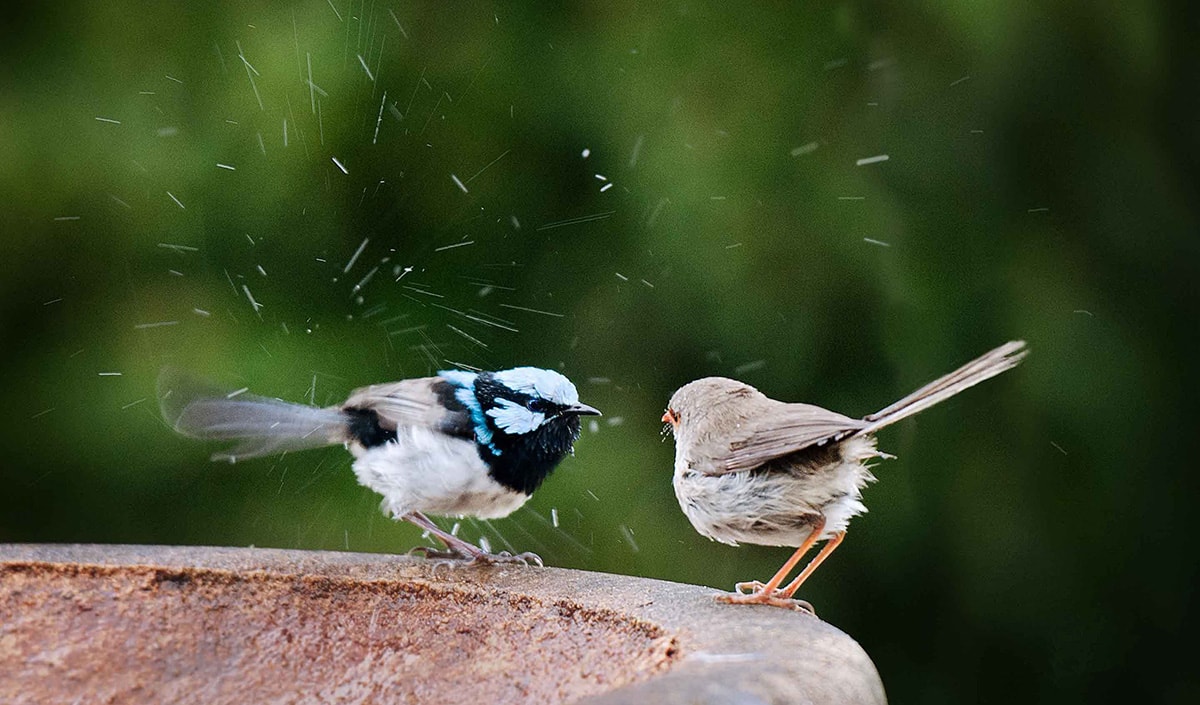 A guide to helping our native animals with the heat this summer.