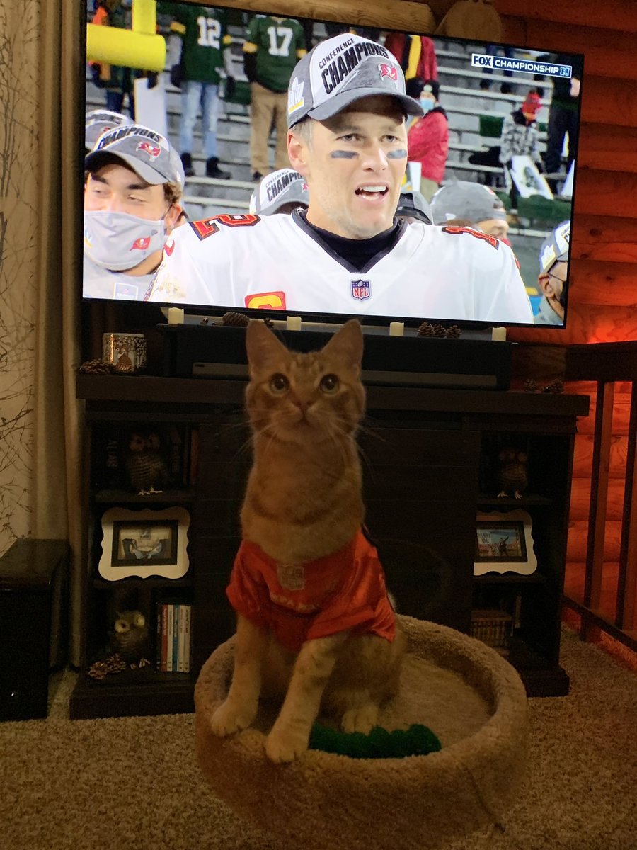 StandUpLibraryN's tweet image. Go Bucs! 🏈🐱🎉 @Buccaneers #TampaBay #gobucs #SuperBowlLV #SuperBowlBound #TomBrady #CatsOfTwitter