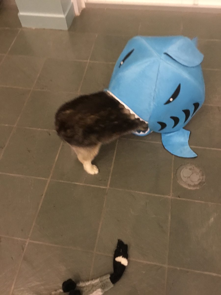 StephenKing's tweet photo. Molly, aka the Thing of Evil, has finally met her match. https://t.co/SBugLqNiwJ
