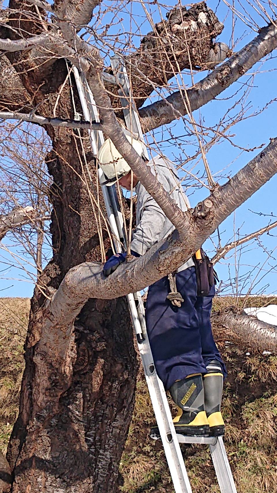 箱館奉行所 公式 現在五稜郭公園では春に向けて 桜の枝の剪定が行われています こうして毎年寒い時期からお手入れしてくださっているので 桜の木は綺麗な花を咲かせることができるんですね なお 剪定した枝の配布は行っていないそうです 箱