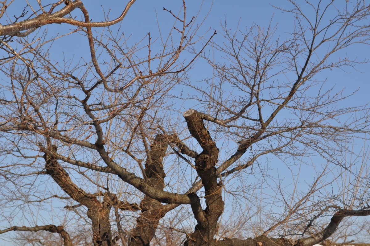 箱館奉行所 公式 בטוויטר 現在五稜郭公園では春に向けて 桜の枝の剪定が行われています こうして毎年寒い時期からお手入れしてくださっているので 桜の木は綺麗な花を咲かせることができるんですね なお 剪定した枝の配布は行っていないそうです 箱館