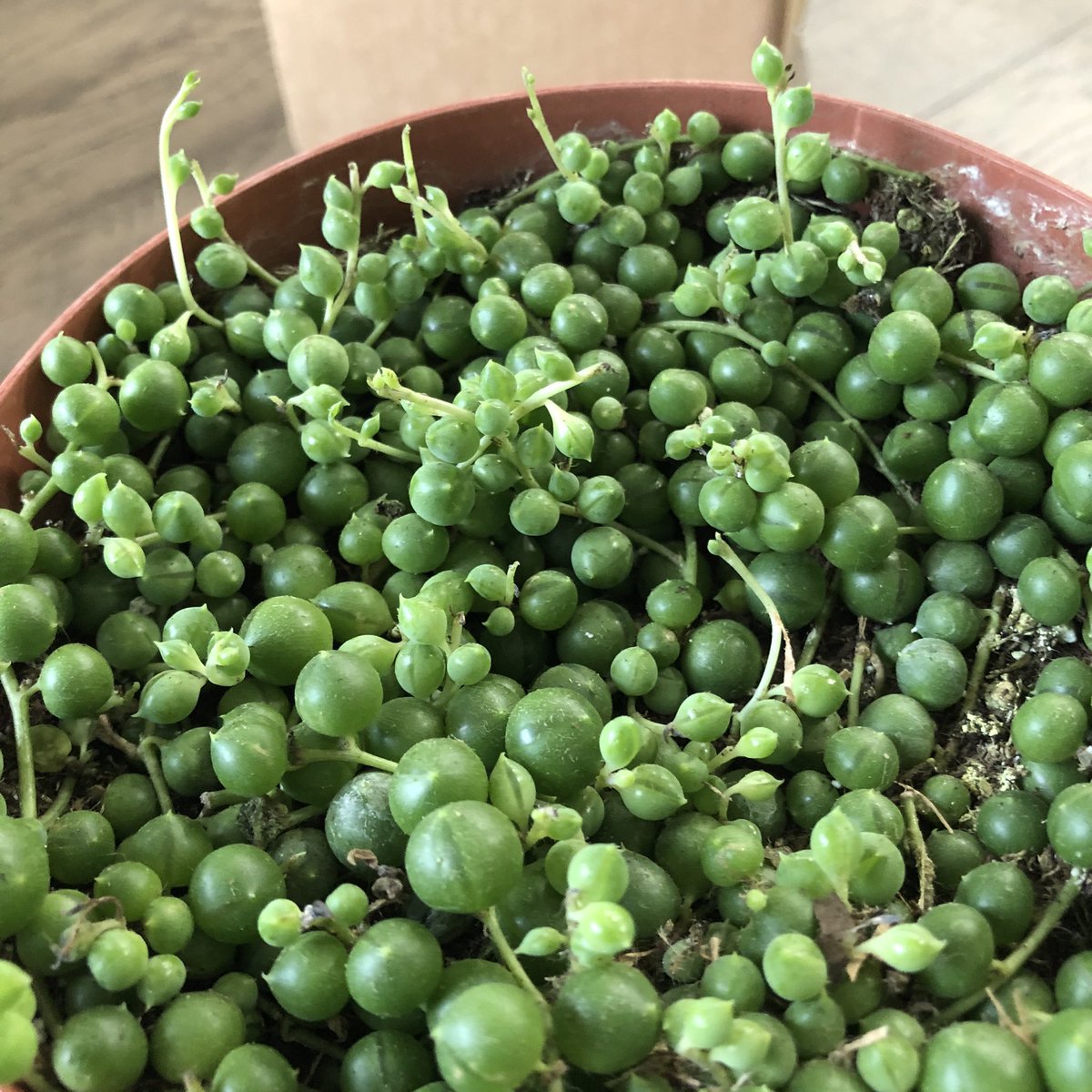 Shiori 初めてetsyで買い物してみた グリーンネックレス 英語ではstring Of Pearls 梱包はしっかりされてて 横向きで郵便受けに詰め込まれてたけど ダメージなし お店の写真だと鉢からたくさん垂れ下がるほど育ってるはずが 全然伸びてないんだけど Shiori 初めてetsyで買い物してみた グリーンネックレス 英語ではstring Of Pearls 梱包はしっかりされてて 横向きで郵便受けに詰め込まれてたけど ダメージなし お店の写真だと鉢からたくさん垂れ下がるほど育ってるはずが 全然伸びてないんだけど