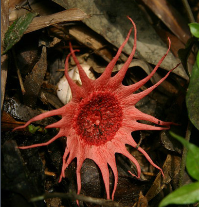 PictureMushroom's tweet photo. Like a sea anemone~from Australia https://t.co/6CUy6OR995