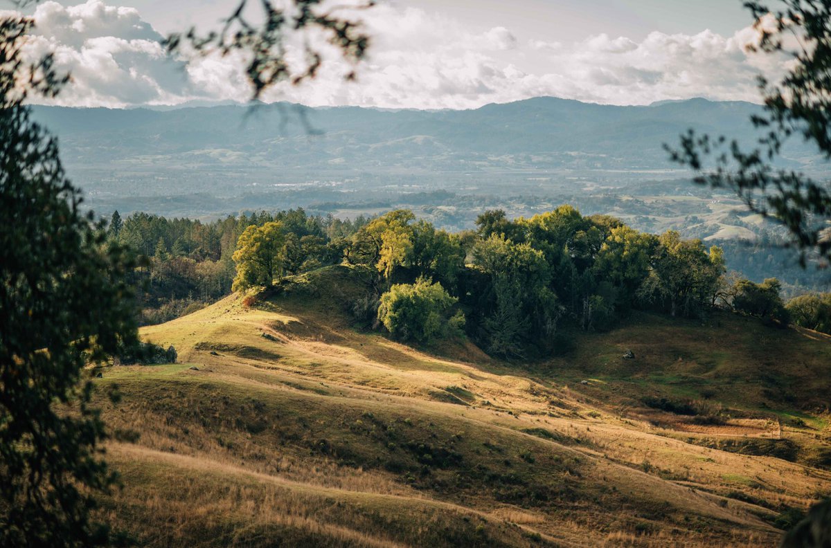 grazing_paige's tweet photo. “Rotational” grazing is common in CA, but ranches using adaptive multi-paddock grazing w/ ⬆️ densities, faster rotations + lots of rest are rare. 

Was delighted to visit @PepperwoodCA this weekend, talk soils &amp; hear about all their AMP grazing &amp; scientific monitoring! 🐂🏔👩‍🔬 https://t.co/LV3CPyrazg