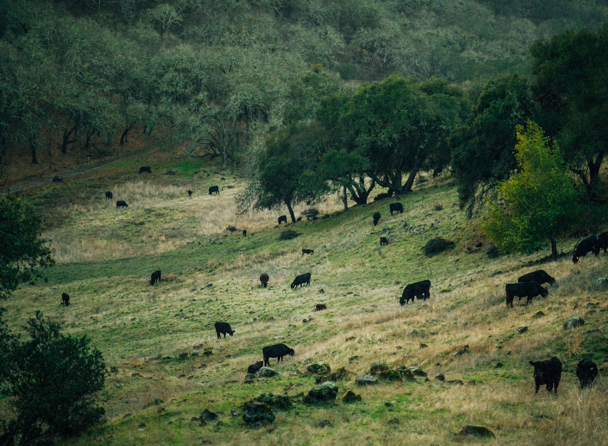 grazing_paige's tweet photo. “Rotational” grazing is common in CA, but ranches using adaptive multi-paddock grazing w/ ⬆️ densities, faster rotations + lots of rest are rare. 

Was delighted to visit @PepperwoodCA this weekend, talk soils &amp; hear about all their AMP grazing &amp; scientific monitoring! 🐂🏔👩‍🔬 https://t.co/LV3CPyrazg
