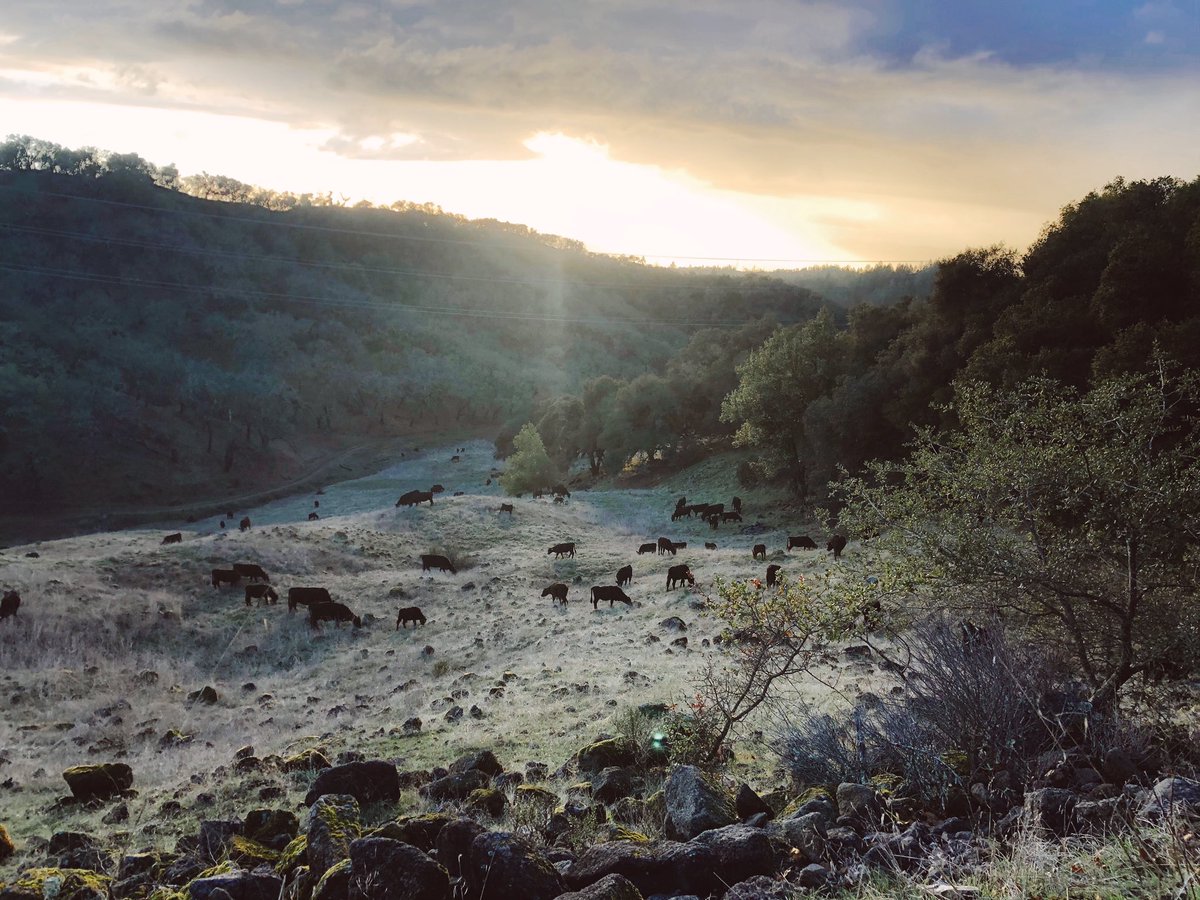grazing_paige's tweet photo. “Rotational” grazing is common in CA, but ranches using adaptive multi-paddock grazing w/ ⬆️ densities, faster rotations + lots of rest are rare. 

Was delighted to visit @PepperwoodCA this weekend, talk soils &amp; hear about all their AMP grazing &amp; scientific monitoring! 🐂🏔👩‍🔬 https://t.co/LV3CPyrazg