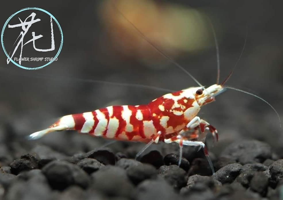 flowershrimps's tweet photo. 紅花虎🌺
#snowflake #galaxy #blueboa
#caridina #Taiwancaridian
#crystalshrimp #shrimptank #shrimp #redbeeshrimp #beeshrimp
#レッドビーシュリンプ #새우
#Taiwanbreeder #水晶蝦
#觀賞蝦 #台灣水晶蝦
#紅花虎 #黑花虎
#RedFancyShrimp #BlackFancyShrimp https://t.co/z9jcPnCqx2