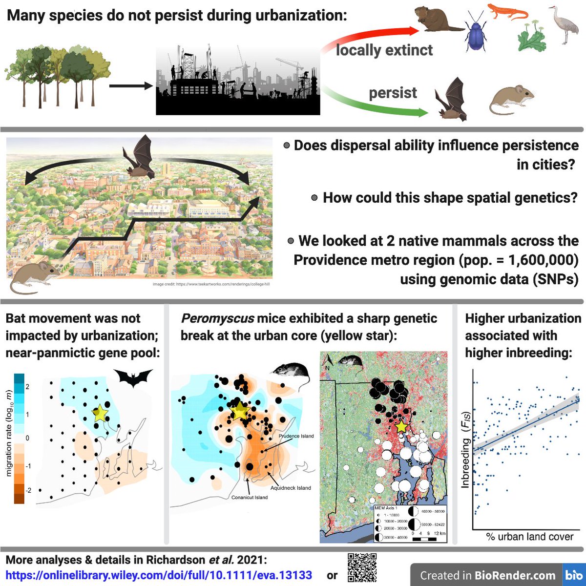 Jonathan Richardson (@jrichardson_44) on Twitter photo Urbanization can clearly be bad for native wildlife. But some species do fine as cities arise. Could dispersal ability influence persistence? Hereās a short thread about our new paper in <a href="/EvolAppJournal/">Evolutionary Applications</a> where we use SNP data to compare gene flow in 2 native āsynanthropicā mammals Urbanization can clearly be bad for native wildlife. But some species do fine as cities arise. Could dispersal ability influence persistence? Hereās a short thread about our new paper in <a href="/EvolAppJournal/">Evolutionary Applications</a> where we use SNP data to compare gene flow in 2 native āsynanthropicā mammals