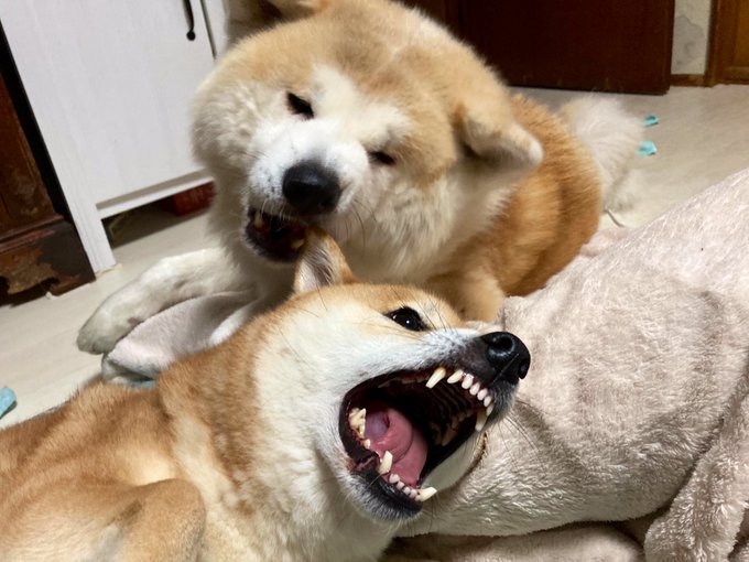 秋田 高画質 のtwitterイラスト検索結果 古い順