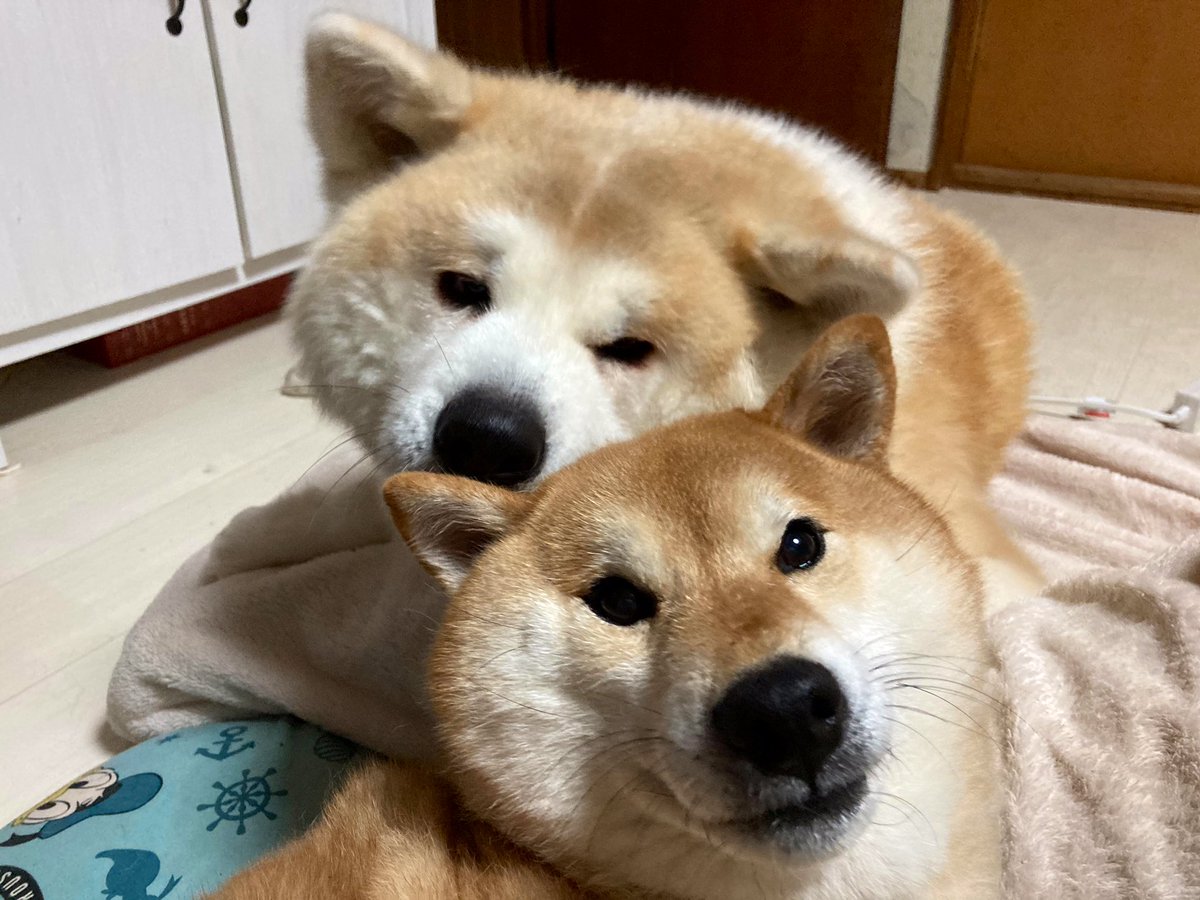 柴犬 秋田犬 はちモナじんくんとポン吉 また始まったわんプロ だんだん激しくなって最後は2匹で寄り添い 秋田犬 柴犬 日本犬多頭飼い 柴犬 秋田犬 はちモナじんくんとポン吉 また始まったわんプロ だんだん激しくなって最後は2匹で寄り添い 秋田犬 柴犬 日本犬多頭飼い