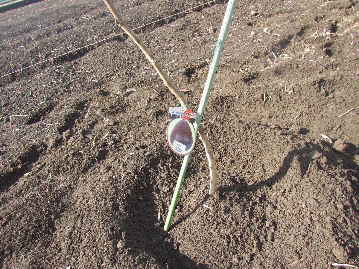 マチスちゃんねる 借りていた畑のブルーベリーを新しい所に移設しました 50センチ程掘って腐葉土 バケツにピートモスと鹿沼土 もみ殻 水を入れよく混ぜて植えました ドーフィンと太秋柿は 腐葉土 花と野菜の土と赤玉土 肥料を入れました これで育っ