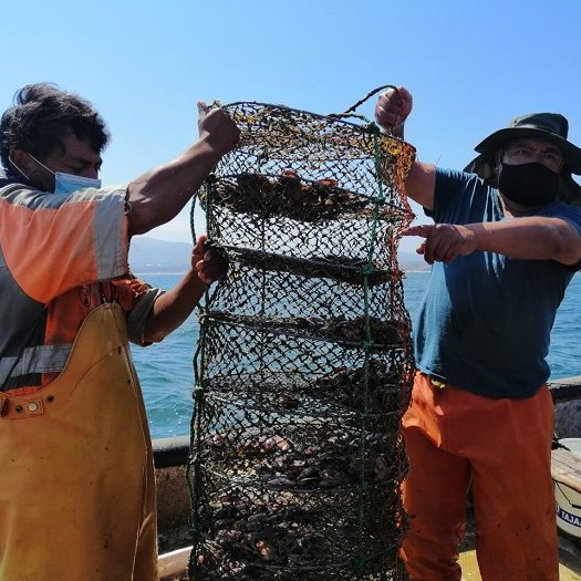 TurismoIntegra1's tweet photo. Coquimbo estrena cinco nuevas rutas turísticas para que el público conozca, a través de gratas experiencias, los rincones de la comuna puerto, con una serie de protocolos preventivos ante el Covid-19 y la capacitación de emprendedores y locatarios. Ver en https://t.co/Vfj5zbnX1g https://t.co/1tFigbjsAH
