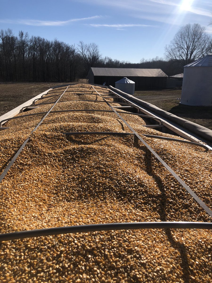 Loaded some more of that AgriGold corn out!