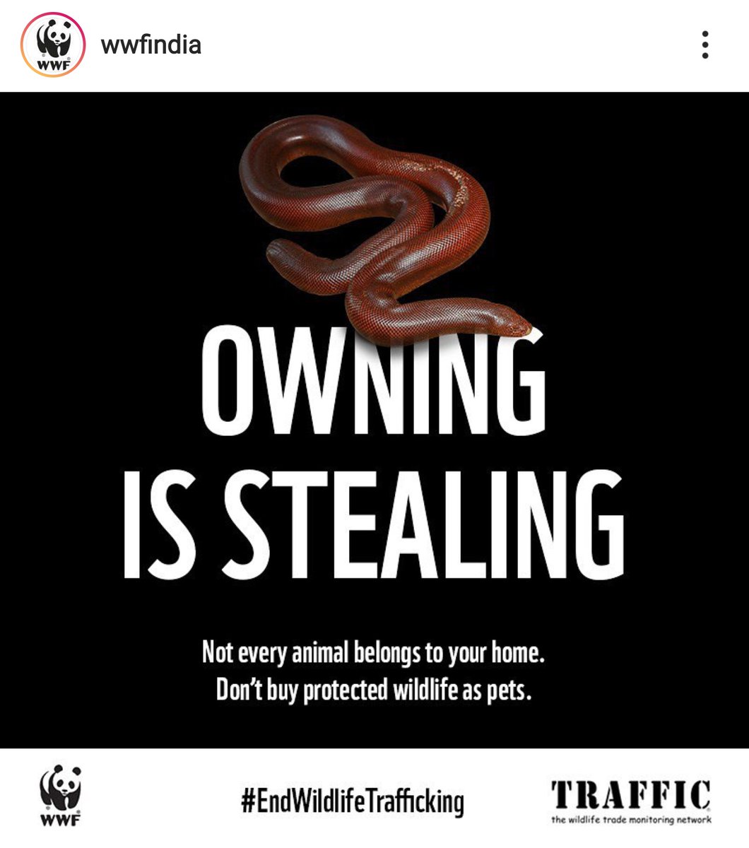 Geeta_Mohan's tweet photo. #OwningIsStealing
Not every animal belongs to you, your home.
Don't buy protected wildlife as pets.
#EndWildlifeTrafficking
#wildlife #protectedwildlife https://t.co/2ZvnhXXWuw