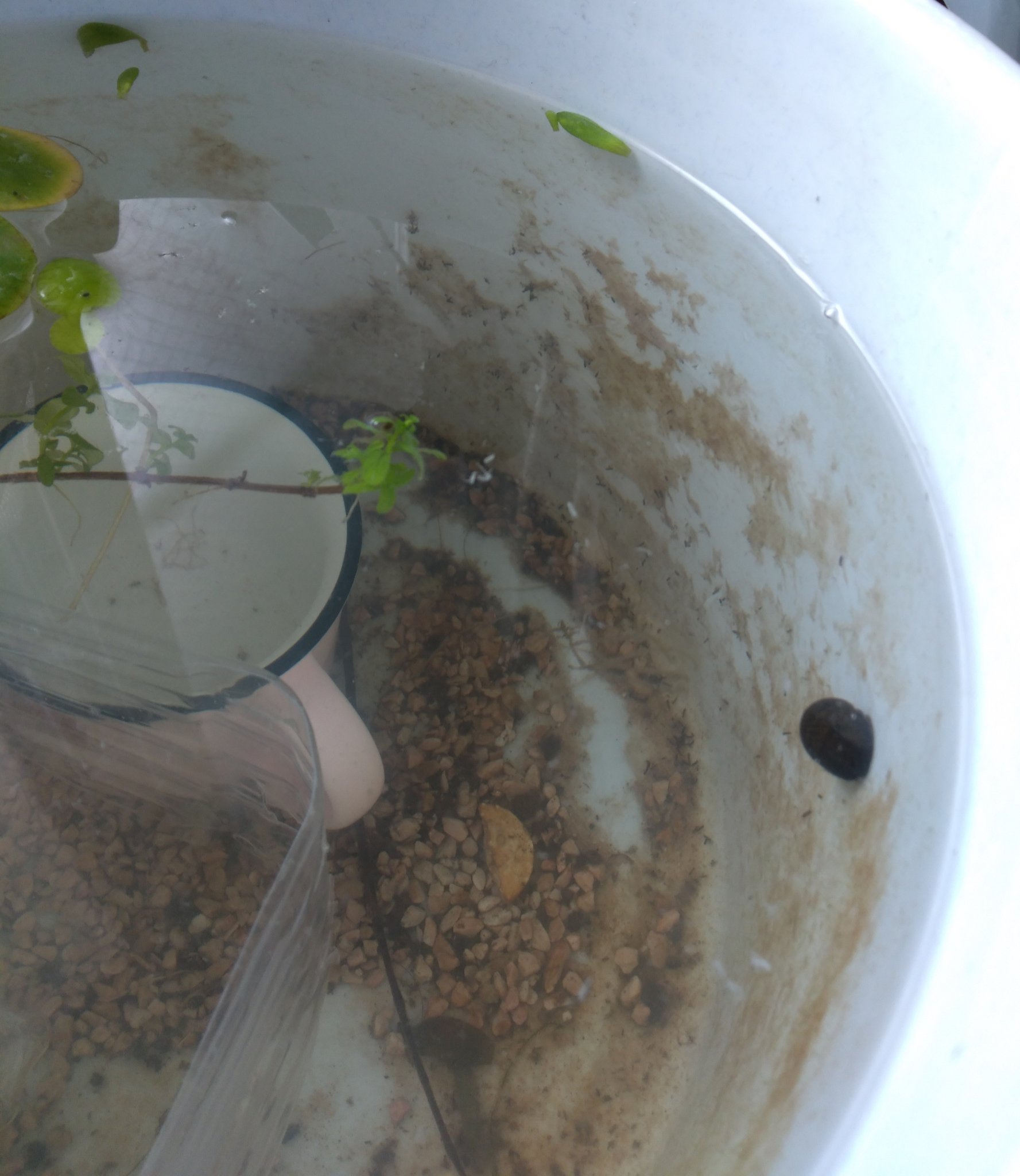 真綿で首を絞められて 水槽の石巻貝が弱っていた原因は餌不足による飢餓でした 現在は 何をぶちこんでもいいバケツ にこびりついたたっぷりの苔を食べて復活してます きちゃない画像ですみません 無加温ですのでかなり低水温ですがさして問題はないよう 真綿で首を絞められて 水槽の石巻貝が弱っていた原因は餌不足による飢餓でした 現在は 何をぶちこんでもいいバケツ にこびりついたたっぷりの苔を食べて復活してます きちゃない画像ですみません 無加温ですのでかなり低水温ですがさして問題はないよう