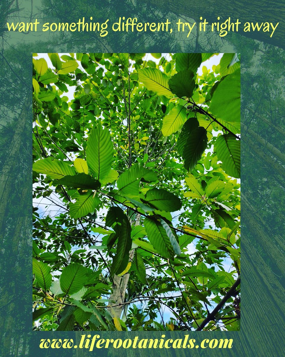 Rootanical2's tweet image. strong and different #kratom #health #healthylifestyle #kava #Relief #Anxiety #legal
