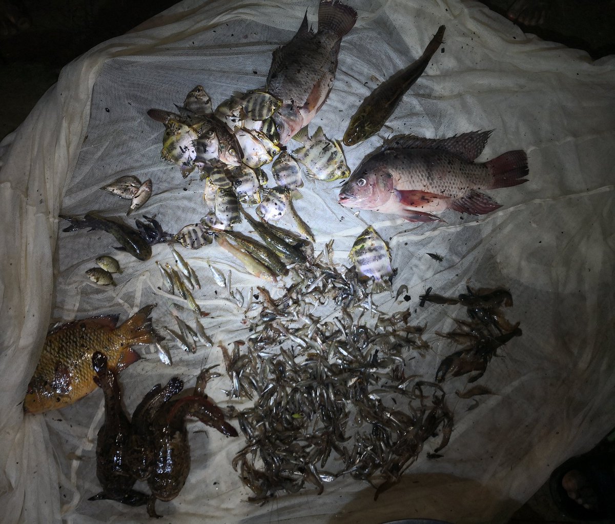 MortillaroJM's tweet photo. Mission #SWMProgramme dans le secteur 1 de Makira en cours, un cyclone essuyé #Eloise, quelques arbres cassés, des poissons et de nombreux villageois formés à la pisciculture familiale de #Paratilapia à #Madagascar https://t.co/omXt92JlNU