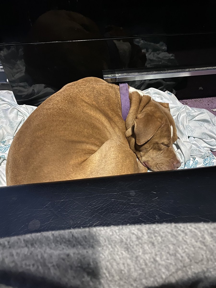 fauceglio's tweet photo. ❗️DOG MISSING IN BROOKLYN,MARYLAND❗️
Name: Leela
Breed: Female Pitbull
Was hit by car &amp; ran off, may need a vet 
Please contact me or @_prvttyboyjon https://t.co/gky7UviIiO