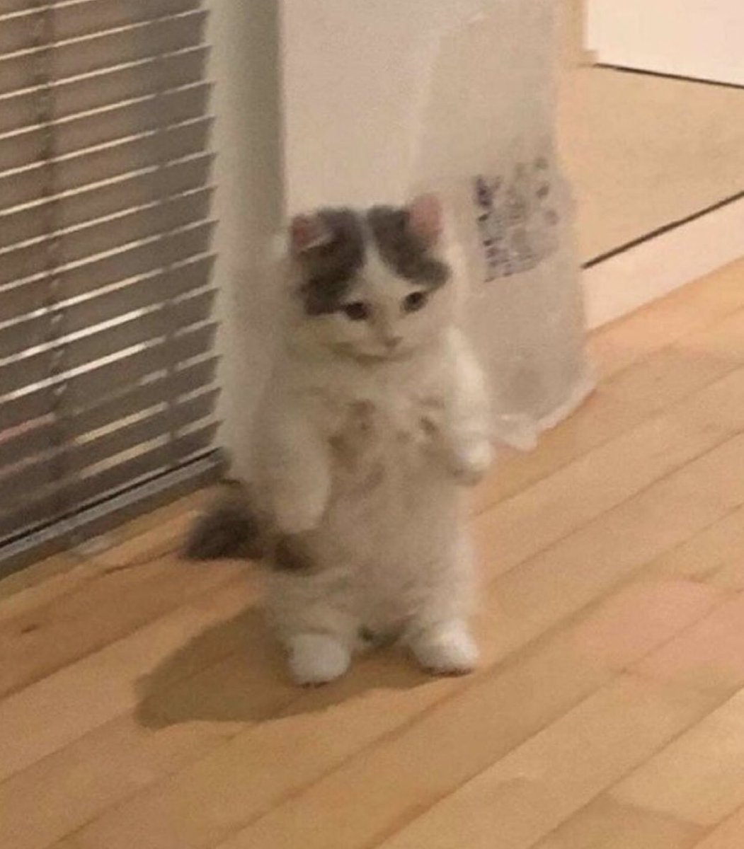 cat standing Blank Template - Imgflip