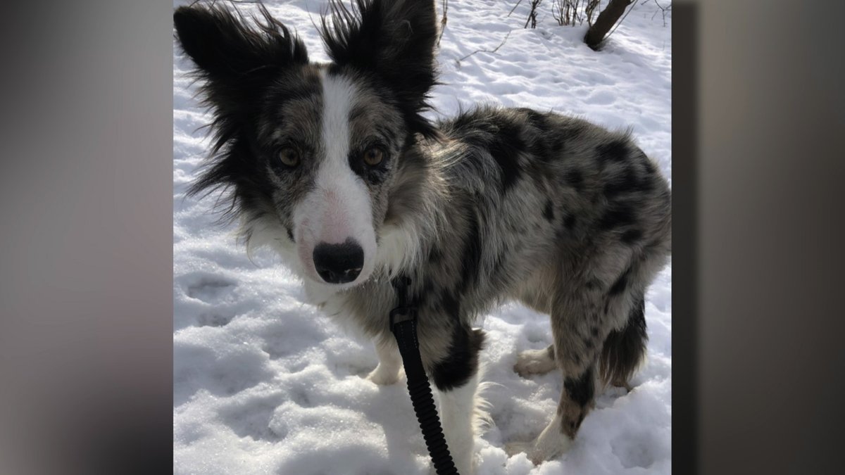 WCCO's tweet image. A southern Minnesota family is asking for help to find their dog, who was inside their car when someone stole it outside of a Bloomington hotel. | cbsloc.al/3ogrQqM