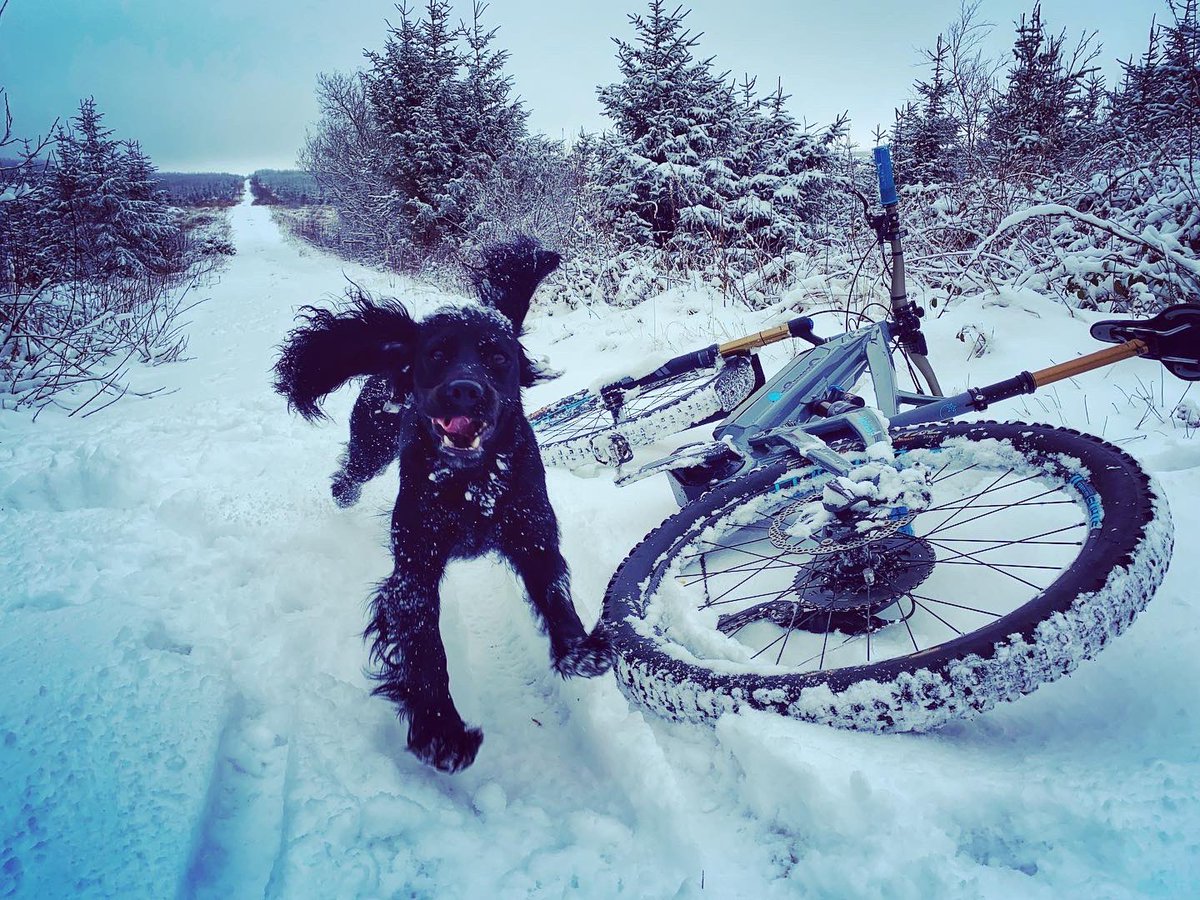 It’s not hard to see who’s having more fun in the snow!! 🐾🐾❄️

#cockerspaniel #traildog #mtb #snow #midwales